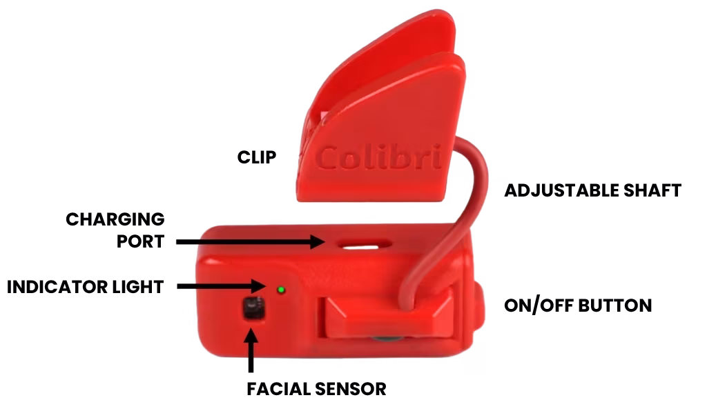 Colibri Anatomy